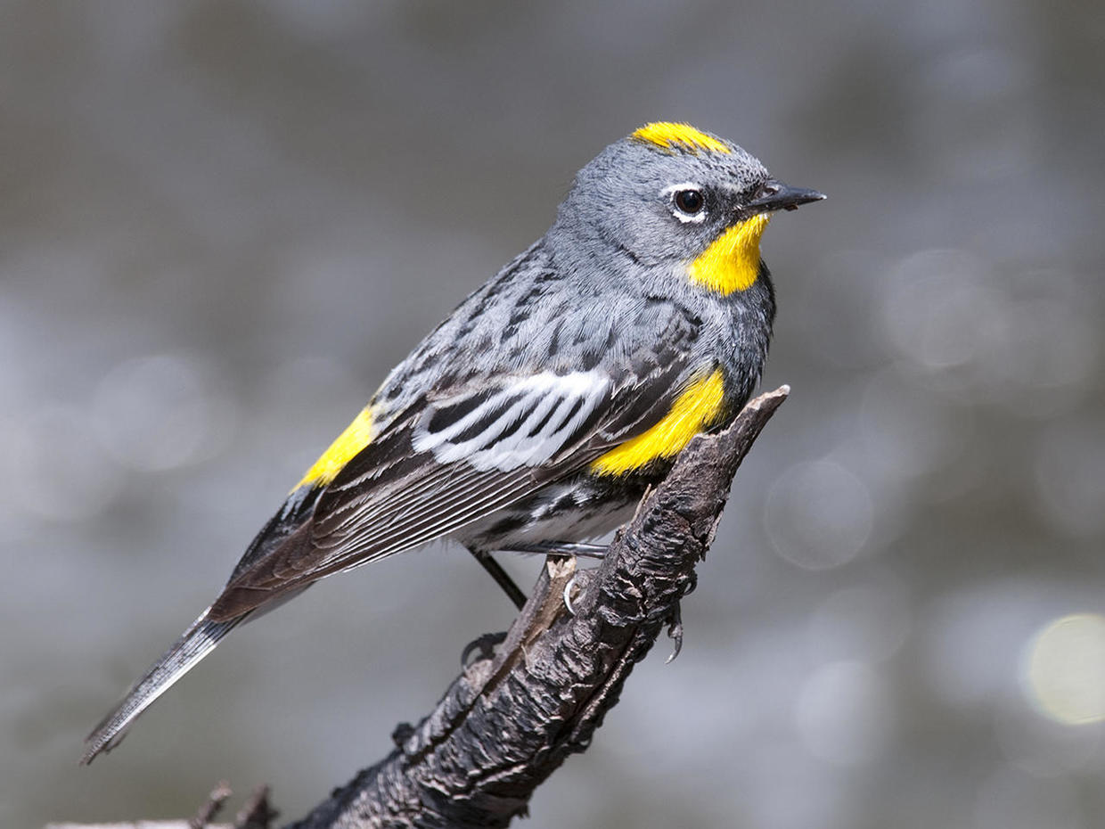 Nature up close: Bird migration - CBS News