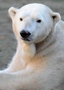 aussie-polar-bear-dies-2-2017-12-22.jpg 