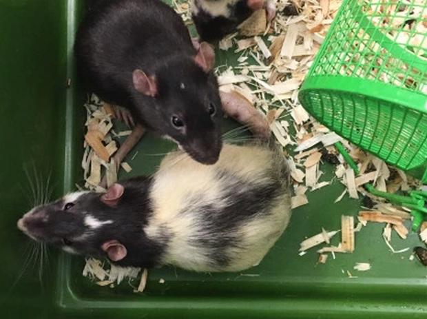rats1.png
