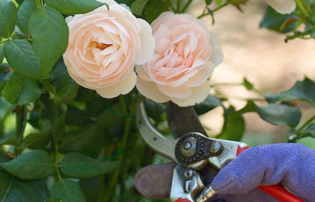 Successful Roses for Spring-Rogers Gardens- VERIFIED ASHLEY 