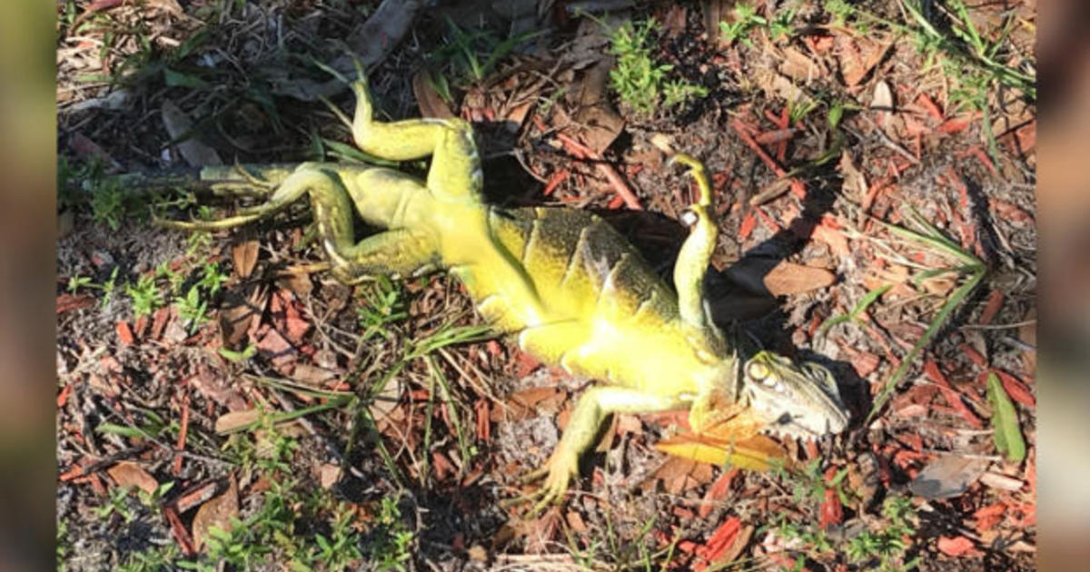 Falling iguanas possible in South Florida when temperatures drop