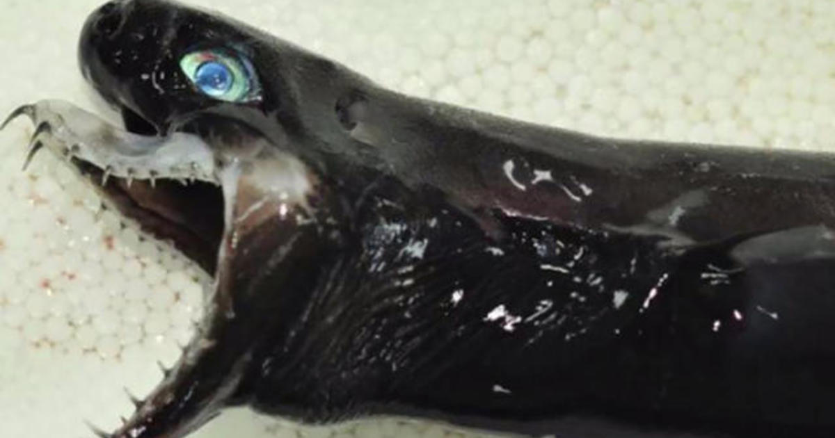 Alien-like shark found in Pacific near Taiwan - CBS News