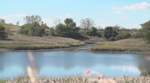 freshkills-5-jpeg.png