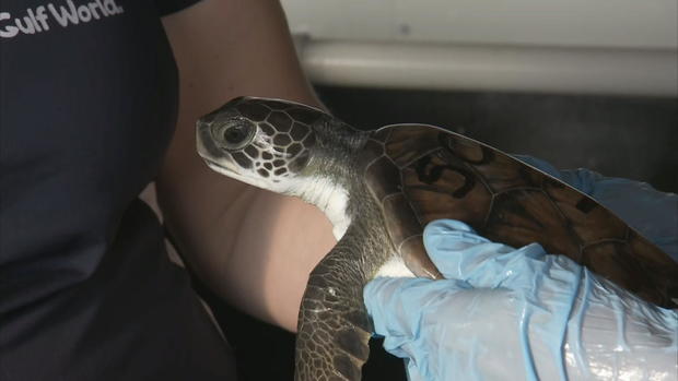 ctm-011618-seaturtles-1.jpg