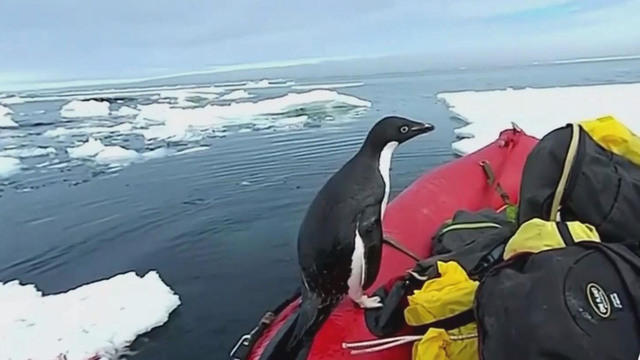 penguin gordon collection backpack