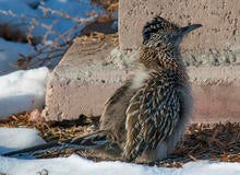 roadrunner-warming-itself-on-cold-morning-verne-lehmberg-promo.jpg