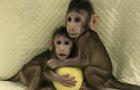 China Cloned Monkeys 