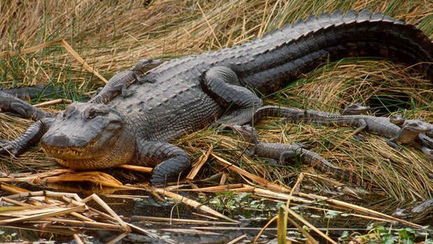 alligator-lying-in-wait-620.jpg