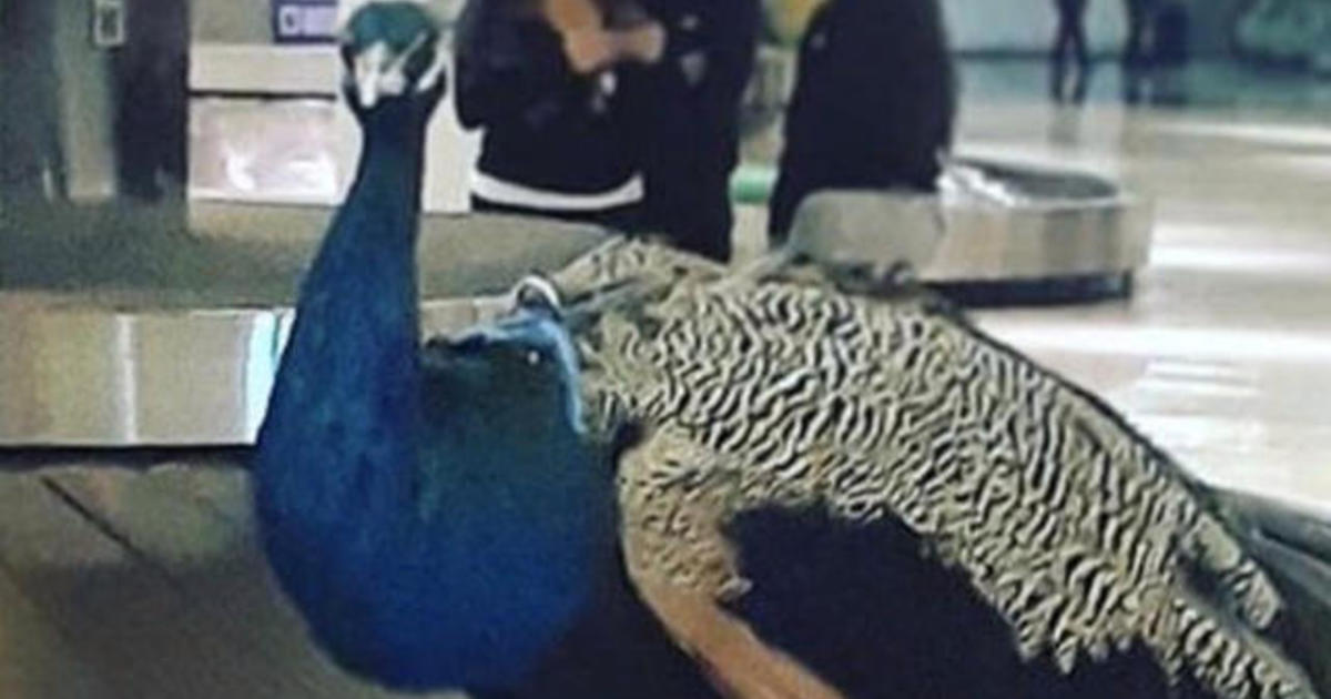 Emotional Support Peacock Barred From United Flight Cbs News 7009