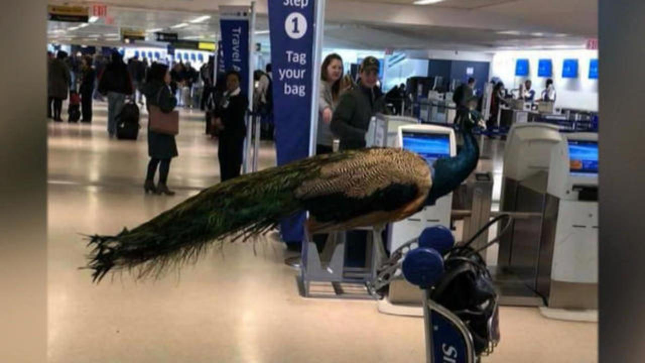 woman denied emotional support peacock on united flight cbs news