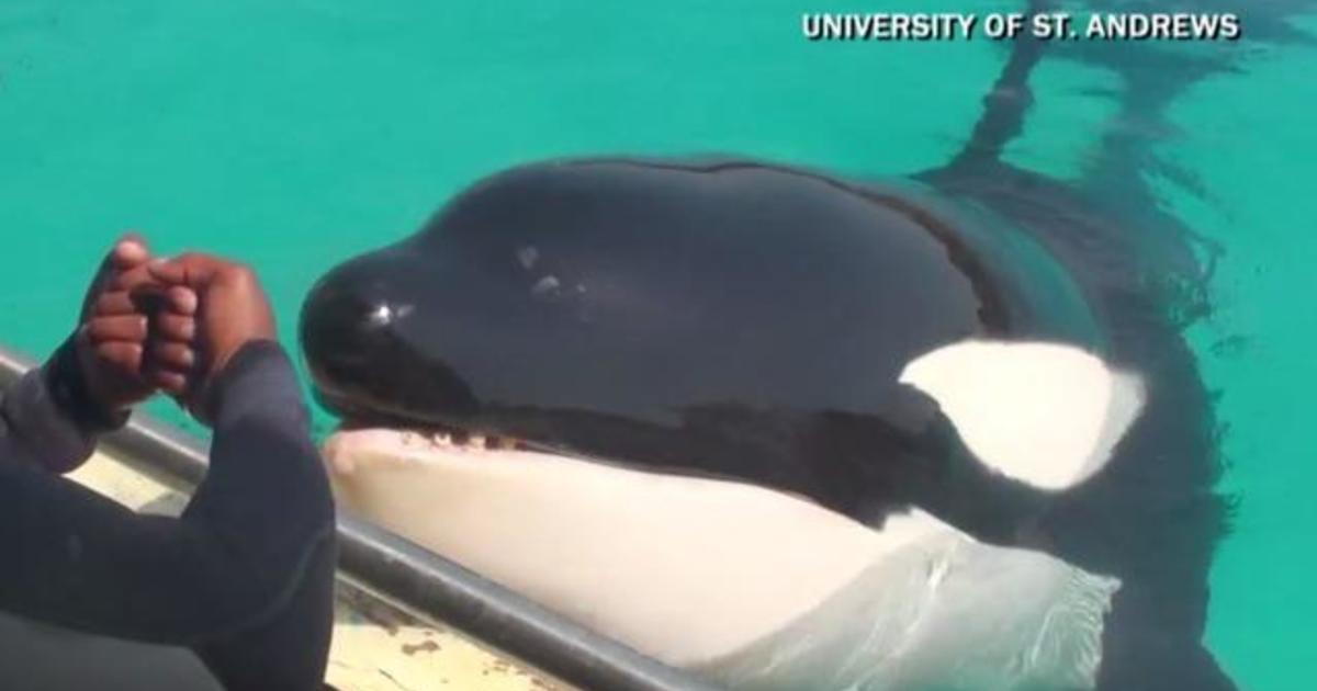 Killer whale trained to mimic human sounds - CBS News