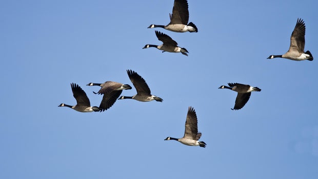 Dead goose falls from sky, knocks hunter unconscious