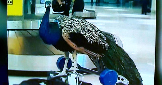 Peacock prompts United to change emotional support animal policy