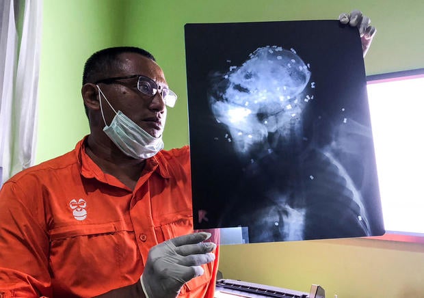 Indonesia Orangutan Killing