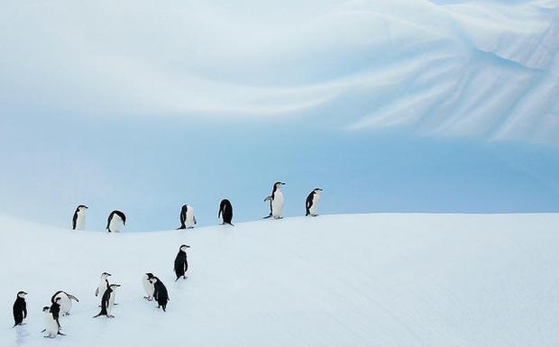 Penguins-Lido Marina Village  - VERIFIED Ashley 