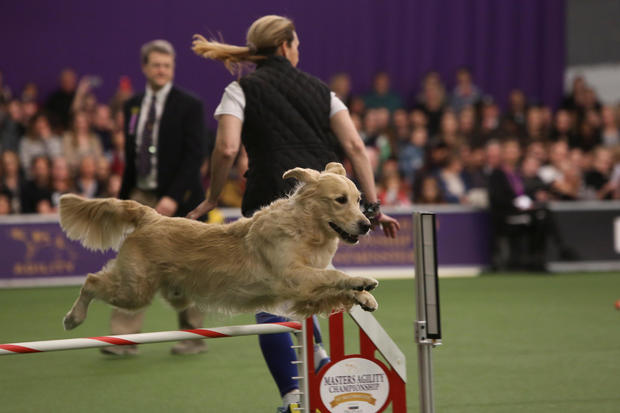 Westminster Kennel Club Dog Show 2018 - CBS News