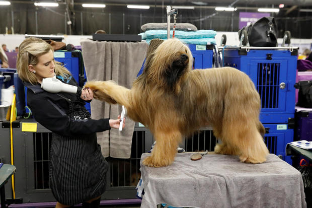 2018 Show Dogs
