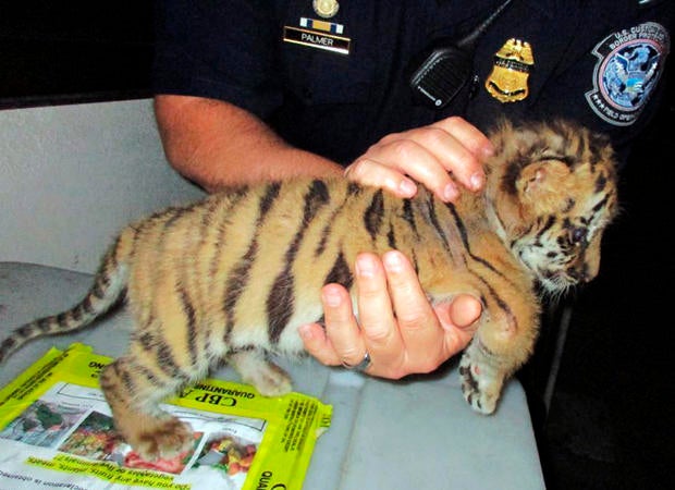 Smuggled Tiger Cub