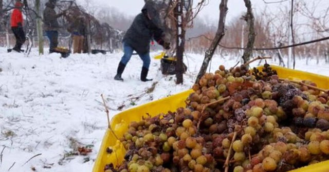 Inside the delicate, unique process of making of ice wine CBS News