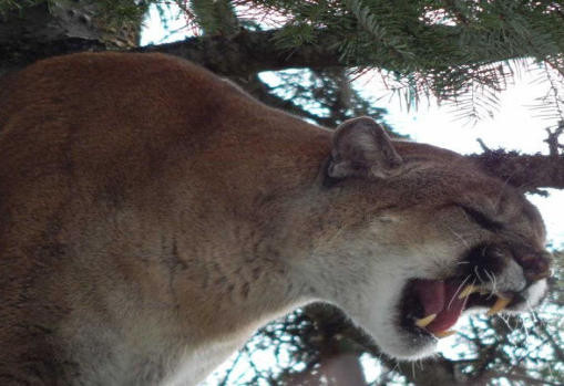 Monster 197 Pound Cougar Captured By Washington State Biologists 