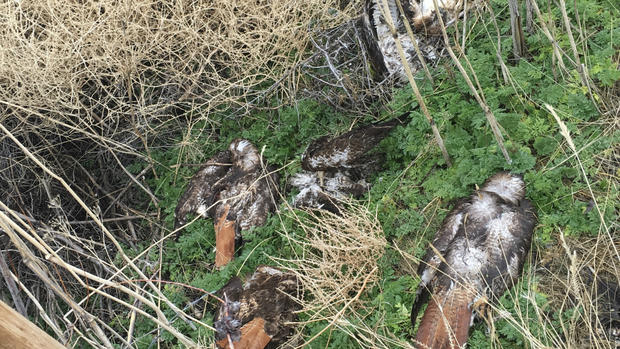 Dead birds allegedly shot by Lassen County man 