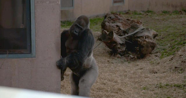 What gorilla's upright walk could tell us about evolution CBS News