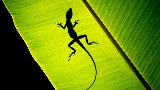 anole-on-a-leaf-naimarkphoto-620.jpg