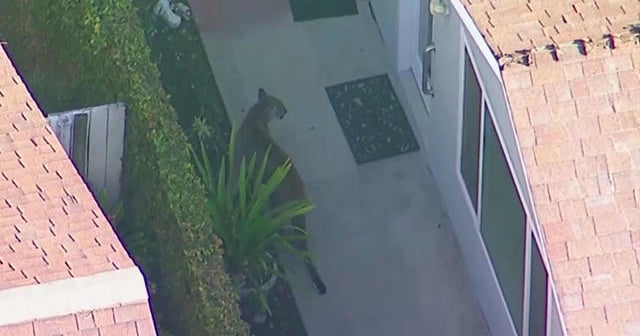 Mountain lion hops fences, roams from yard to yard in ...