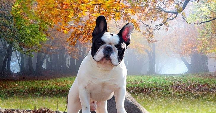 French bulldogs suffer much poorer health than others, study finds
