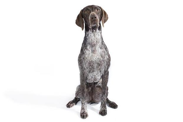 No 10 German Shorthaired Pointer Most Popular Dog Breeds In