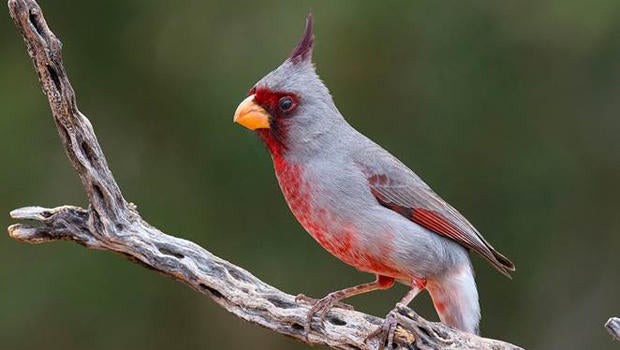 santa-cara-pyrrhuloxia-verne-lehmberg-620.jpg
