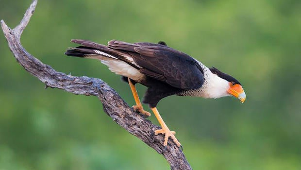 santa-cara-crested-caracara-verne-lehmberg-620.jpg