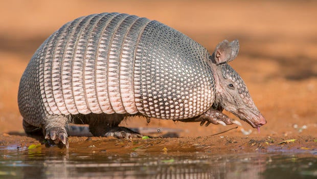 santa-clara-armadillo-620.jpg