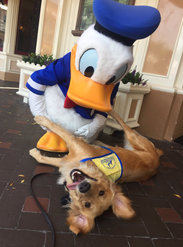 Service dogs in training take a field trip Disneyland CBS News