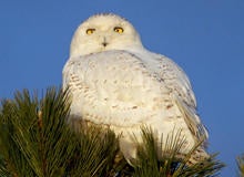 snowy-owl-first-year-male-2-sherri-obrien-promo.jpg