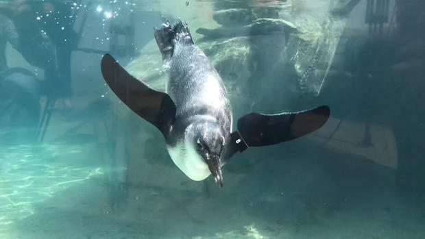 penguin-swim-lesson-12.jpg 