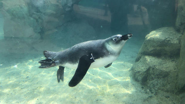 penguin-swim-lesson-10.jpg 