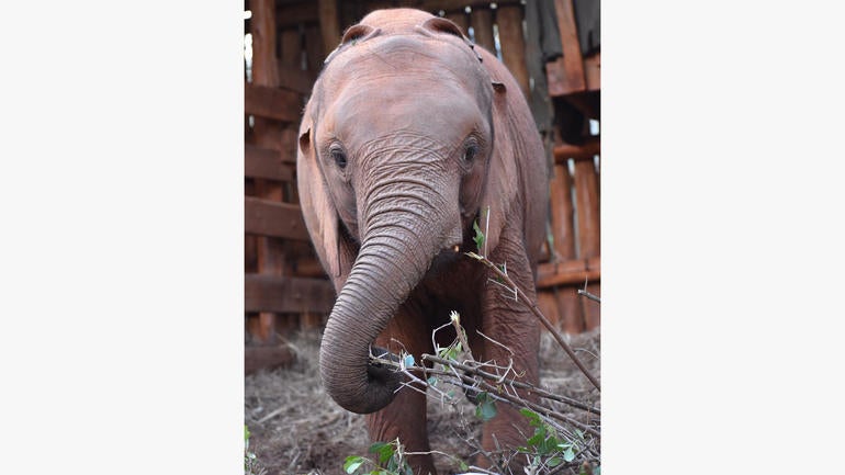 ot-elephantorphanageh1.jpg