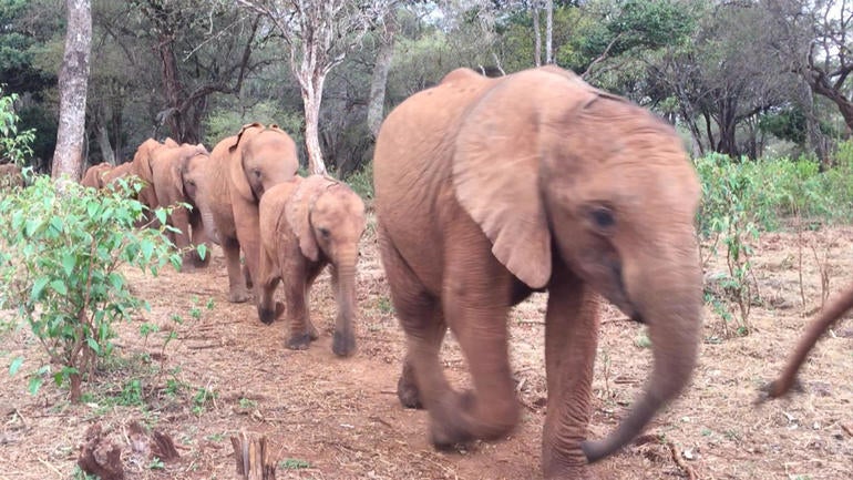 ot-elephantorphanageg.jpg