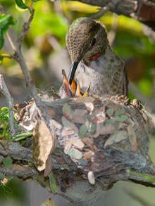 annas-female-hummingbird-verne-lehmberg-244.jpg