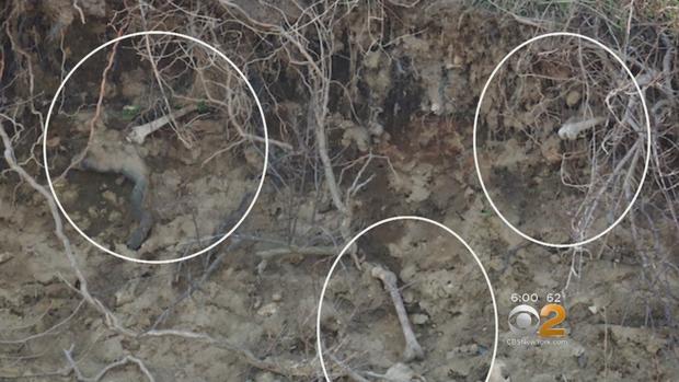 Hart Island Erosion Unearths Skeletons 