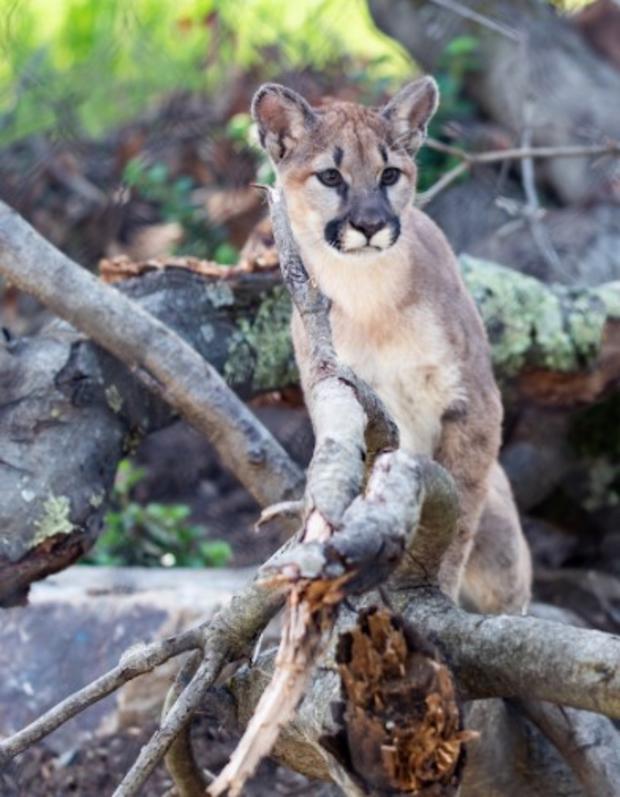 Orphaned Mountain Lion Cubs Rescued In OC Part Of New NorCal Habitat 