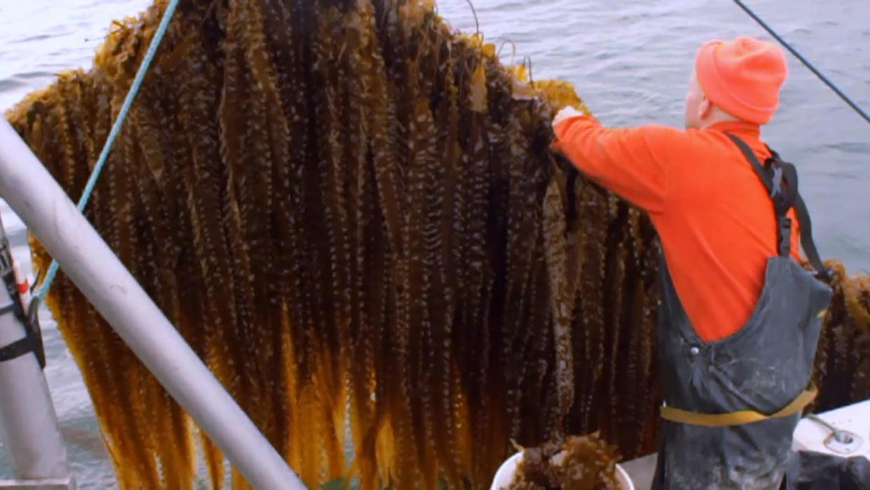 Seaweed farming and its surprising benefits CBS News