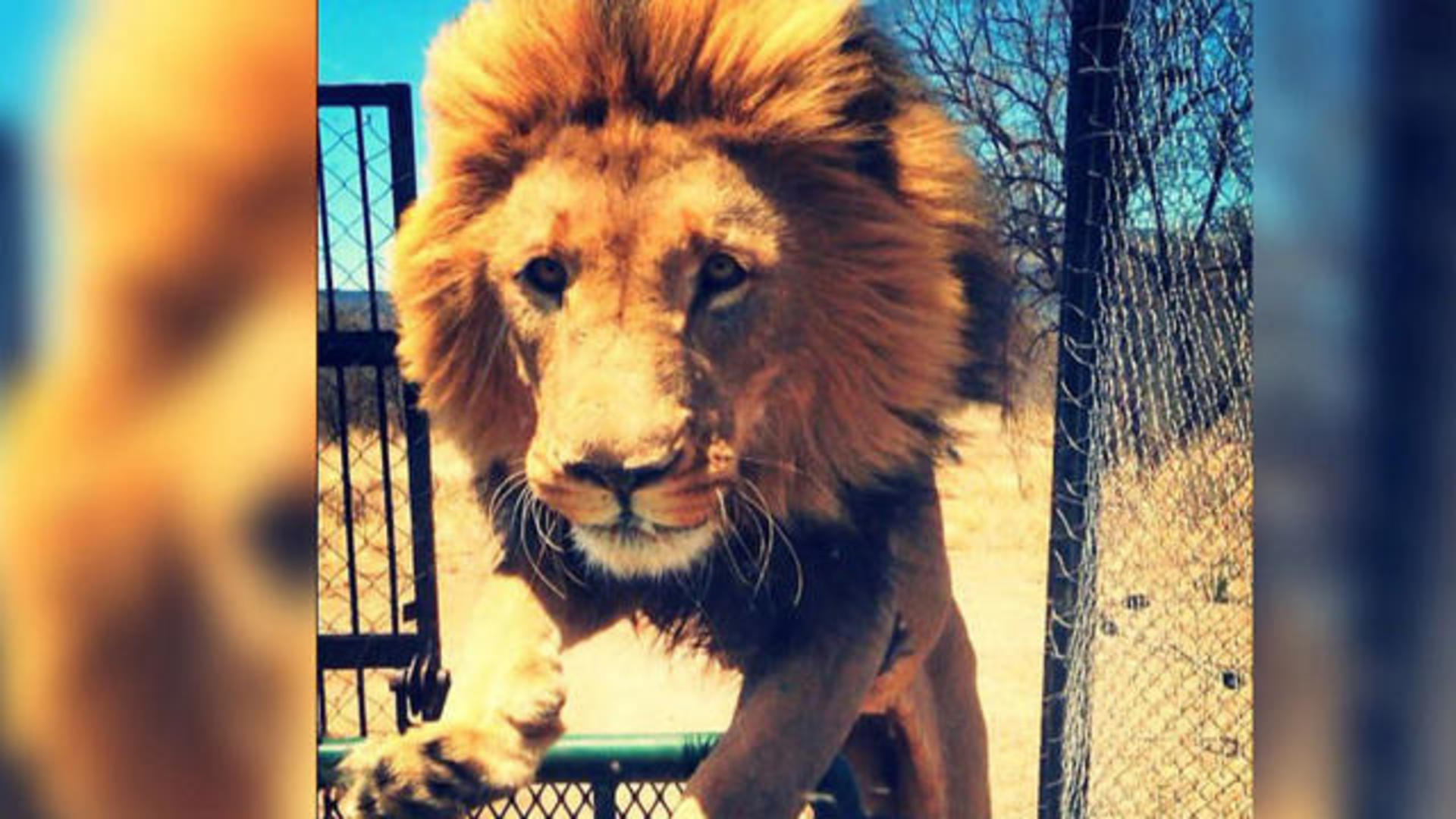 Dramatic video shows lion mauling animal sanctuary owner - CBS News