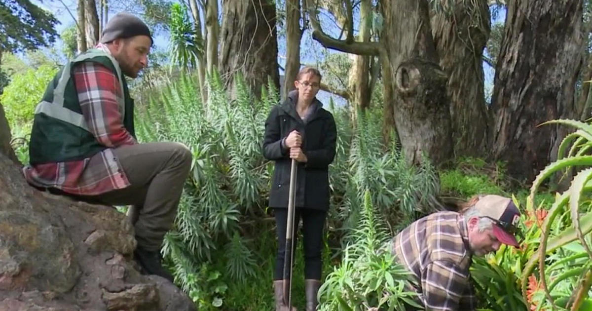 The Secret Draws Treasure Hunters To San Francisco S Golden Gate Park Looking For Jewel Cbs News