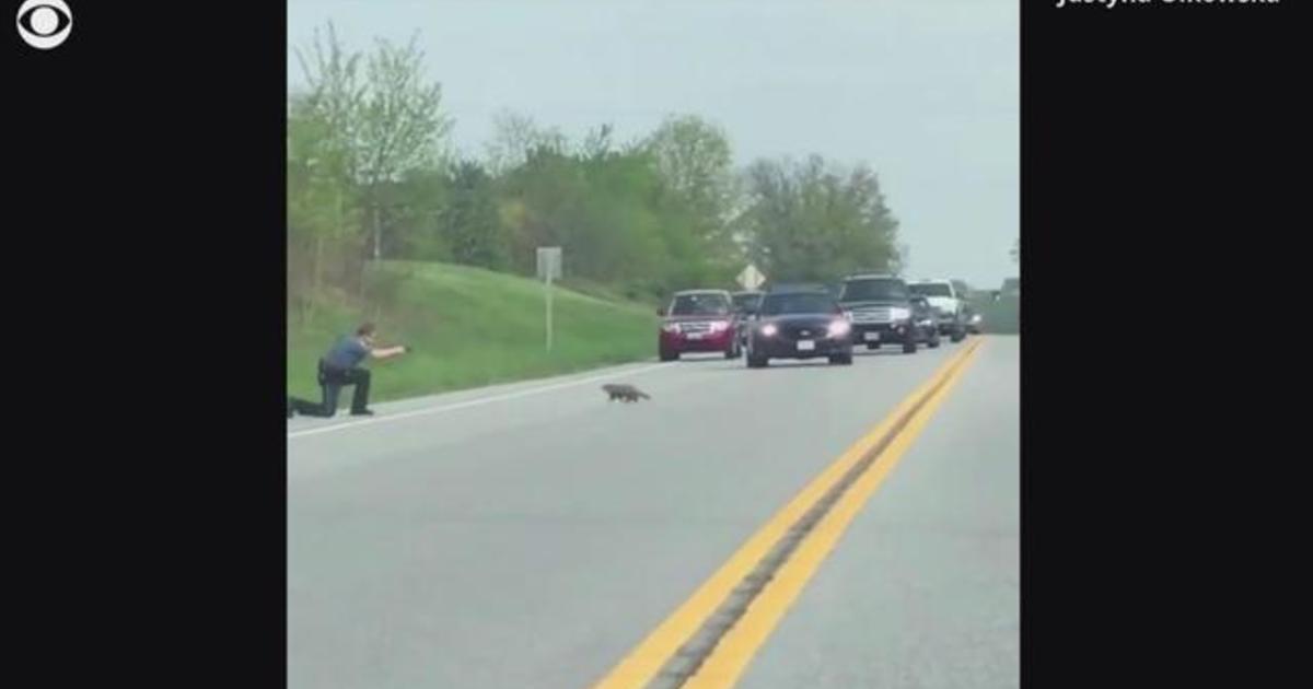 Video shows officer shoot groundhog as it crosses the road - CBS News