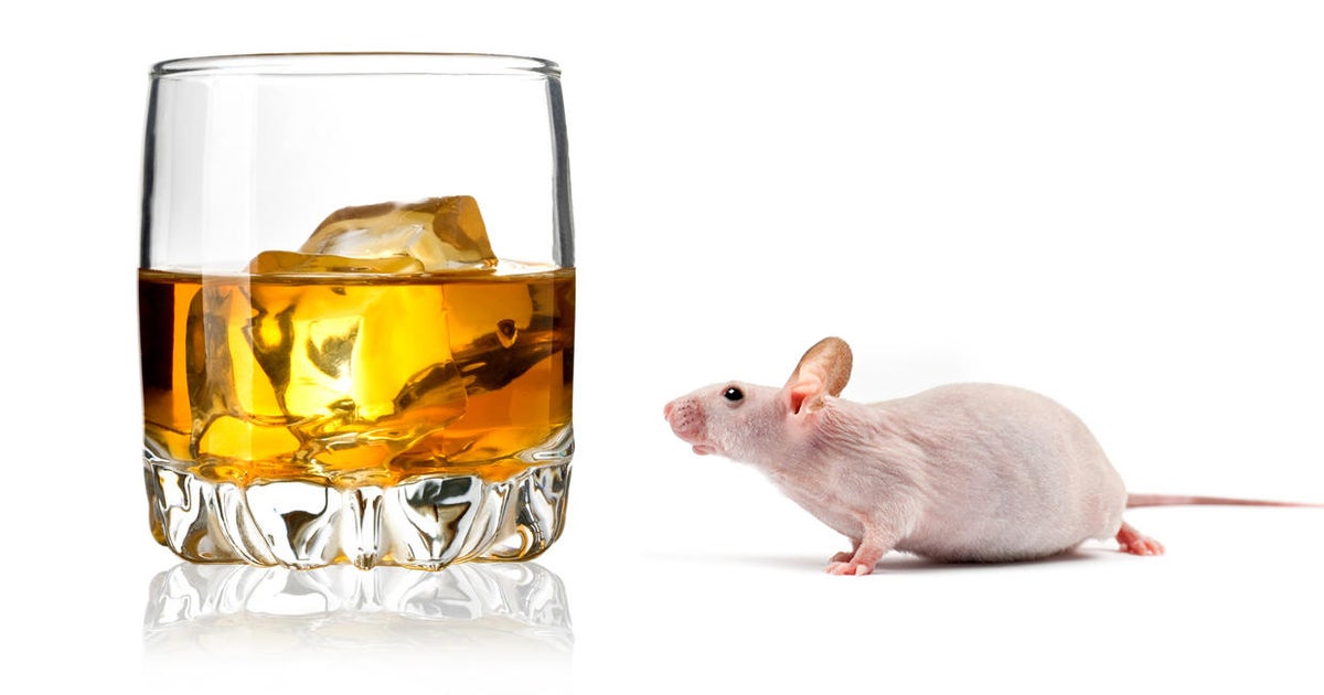 A hangover pill? Tests on drunk mice show promise CBS News