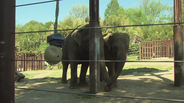 Spike, the National Zoo's new elephant, hits it off with an old flame