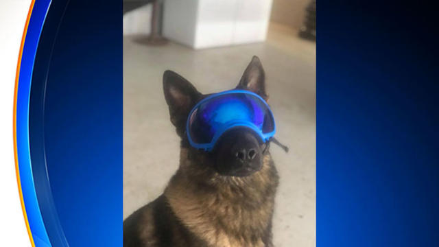 bluefield-police-dog-goggles.jpg 