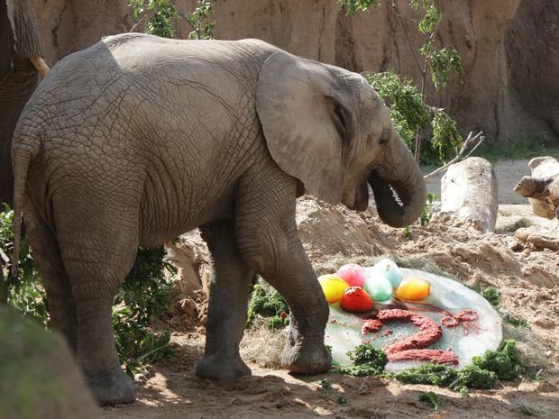 Ajabu eats birthday cake 